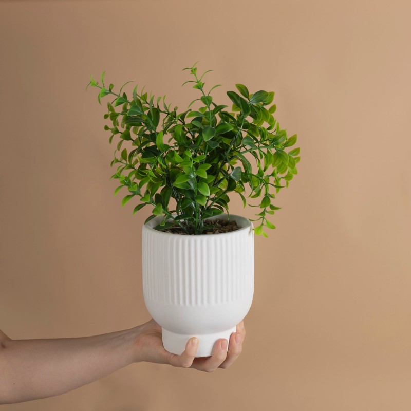 Decoración Maceta Ruscus