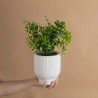 Decoración Maceta Ruscus