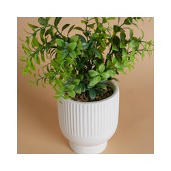 Decoración Maceta Ruscus