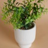 Decoración Maceta Ruscus
