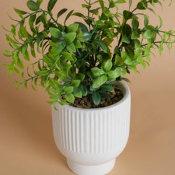 Decoración Maceta Ruscus